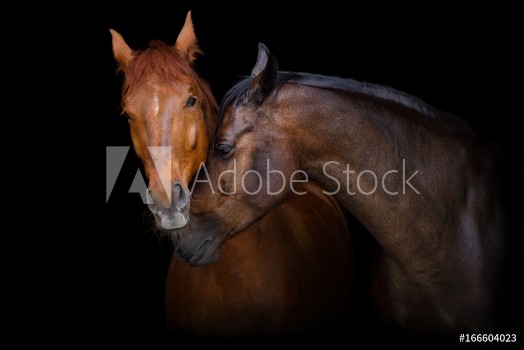 Picture of Two horse portrait on black background Horses in love